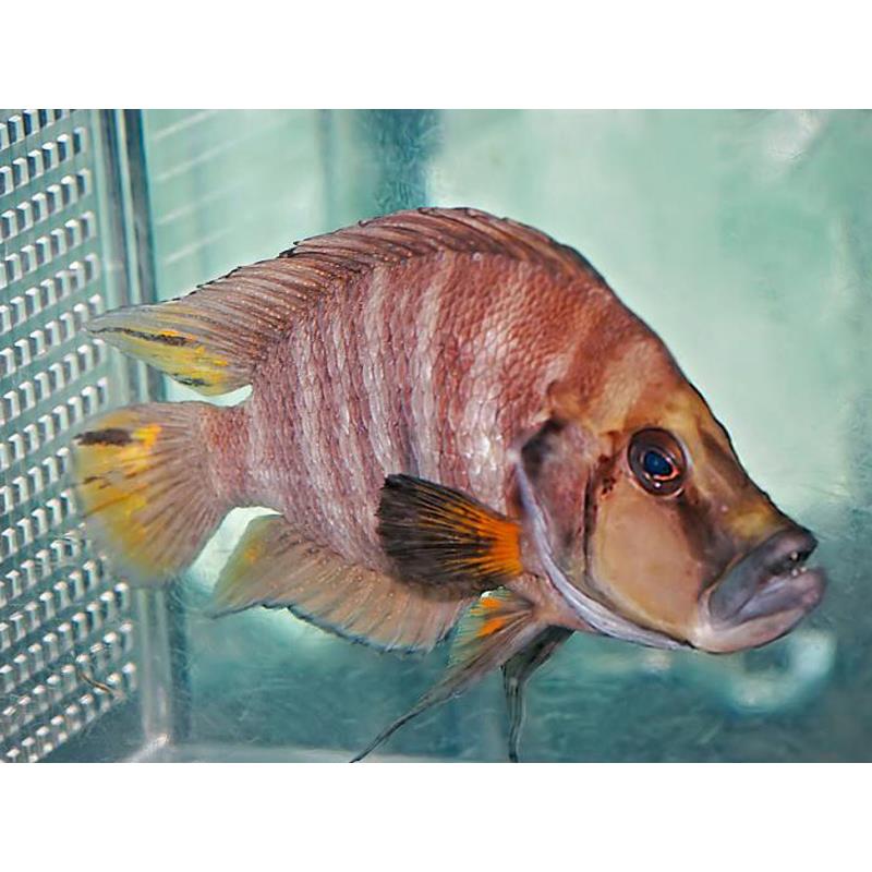 Lamprologus compressiceps red - imagine 4